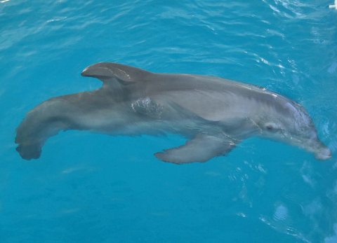Winter, a delfin