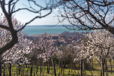 Balatoni arborétum