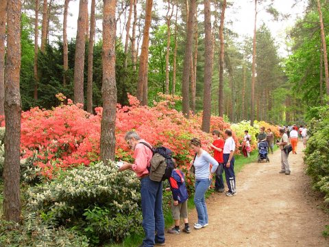Jeli arborétum