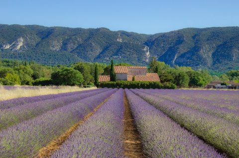 provence-i levendulamező