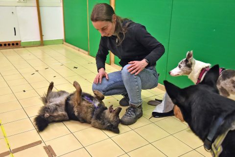 az Elte Etológia Tanszék munkatársa egy kutyával