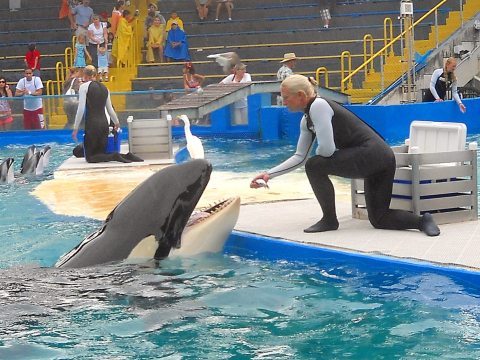 Lolita kardszárnyú delfin
