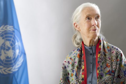 Jane Goodall 