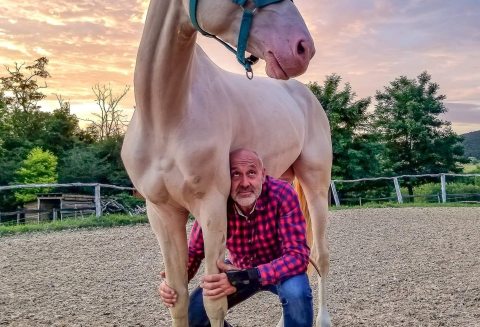 Kocs Mihály és egyik, akhal teke lova