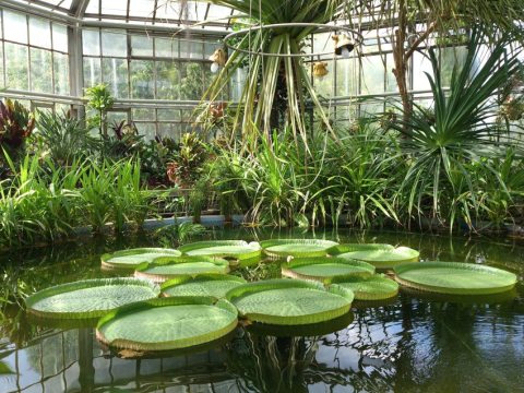 Victoria Regia water lily in the greenhouse of the Botanical Garden of Kolozsvár (Cluj-Napoca)
