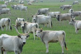 Szarvasmarhák egy legelőn