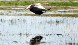 Fertő-Hanság Nemzeti Park