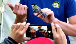 madarak és fák napja kiállítás