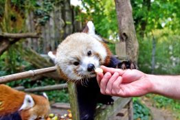 Vörös panda etetése a Fővárosi Állatkertben